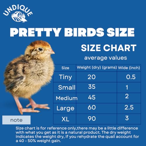 Undique Whole Quail for Carnivore Pets - Premium Quality Natural Pet Treats - Natural Prey Feeding - Freeze-Dried for Essential Nutrients and Enzymes - Quality Protein Source Small Size 5 Count