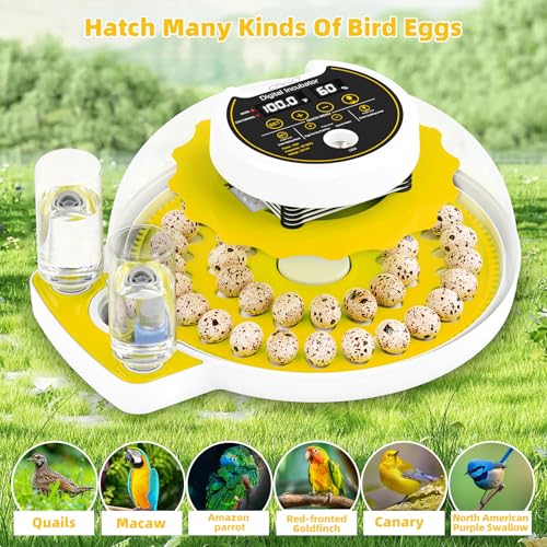 40 Quail Egg Incubator with Automatic Egg Turning Humidity Control Eggs | Large Capacity Quail Brooder Poultry Incubators, Also for Parrot, Dove, Canary and Other Birds - color: Yellow