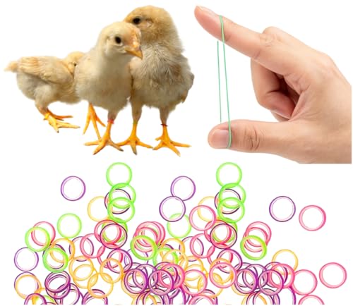 100PCS Baby Poultry Leg Bands, Soft Elastic Chicken Leg Rings for Identification, Comfort Fit for Chicks Ducklings Bantams Pigeons Parrots Canaries and Small Birds (Large (Size 5) 5/16”) - size: LARGE (Size 5)5/16”