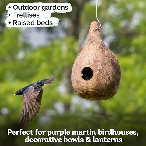 10 Purple Martin Bird House Gourd Seeds for Planting (Lagenaria Siceraria) – Bottle Gourd, Calabash, Lauki, Opo, Heirloom Vegetable Garden Seeds – Gourds for Crafts, Martin Houses for Outdoors