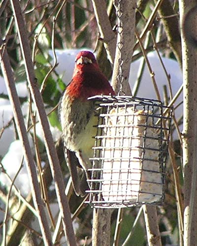 C&S Wild Bird Suet Basket, 1.5" D x 4.5" W x 5" H - style: Feeder 1-Pack