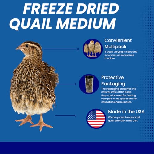 Undique Whole Quail for Carnivore Pets - Natural Prey Feeding - Quality Protein Source Medium Size Chicks 5 Count