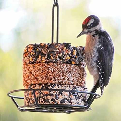 Audubon Park Nut & Fruit Snack Stack Wild Bird Food, Bird Seed Cake for Outside Feeders, 6-Pack | Bird Seed Cake for Outside Feeders