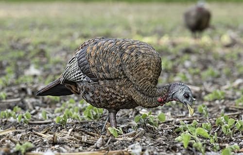Avian-X LCD Feeder Hen Turkey Decoy with X-Factor Motion System – Realistic Lifelike Collapsible Standing Turkey, Durable Design, Carry Bag & Collapsible Stake for Hunting - style: LCD Feeder Hen