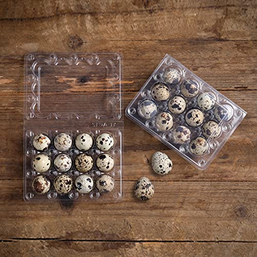 60 Pcs Quail Egg Cartons, Cheap Bulk Plastic Square Dozen Egg Carton | Classical 3x4 Style Holds Up to Twelve 12 Count Small Quail Pigeon Eggs, Boxes Tray Basket Container for Refrigerator