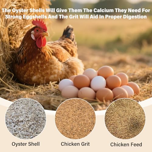 2 Pack Chicken Oyster Shell Feeder and Grit Device, Corner Chicken Feeder, Coop Accessories, Suitable for Hens and Chicks (Black + Red - 2)