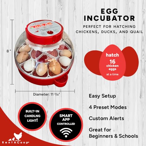 RENTACOOP Egg Incubator for 16 Eggs
