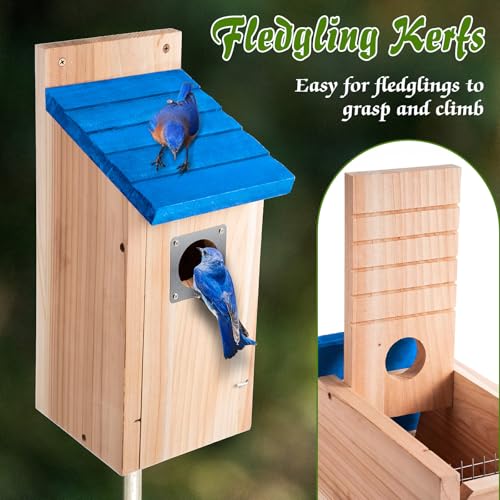 Dreyoo 2 Pack Bluebird Box Houses for Outside,1-1/2'' Entrance Hole Wooden Bird Houses with Metal Guard, Secure Latch,Fledgling Grooves,Air Vents for Bluebird Wren Swallow(Blue Roof, Wood Body) - color: Blue Roof, Wood Body