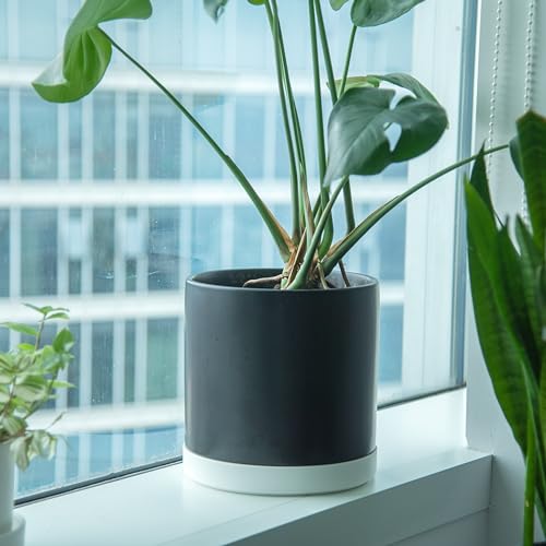 Phoenix Vine 10 Inch Plastic Plant Saucer Water Drip Tray, Heavy Sturdy Round Plant Drainage Tray for Indoors Outdoor, Matte White, 21-TY-10W-1 - size: 10"