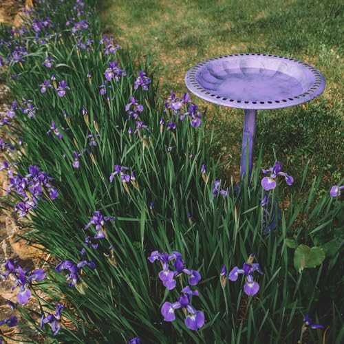 Backyard Expressions Outdoor Garden Bird Bath - Lilac Purple - Weather Resistant Polyresin - 27 Inch - color: Lilac Purple