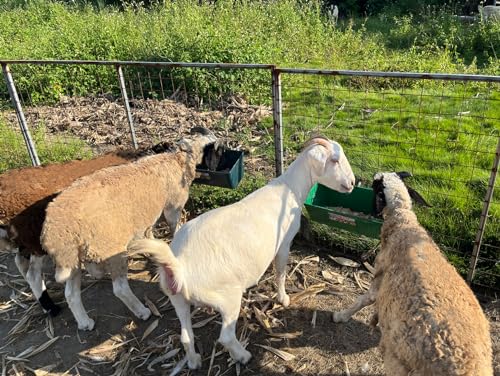 Large Feed Trough and Goat Feeder - 2 Pack Hanging Feeder with Clips, Waterer Bucket, Fence Feed Trough, Goat Supplies, 10 Quart - color: Cyan
