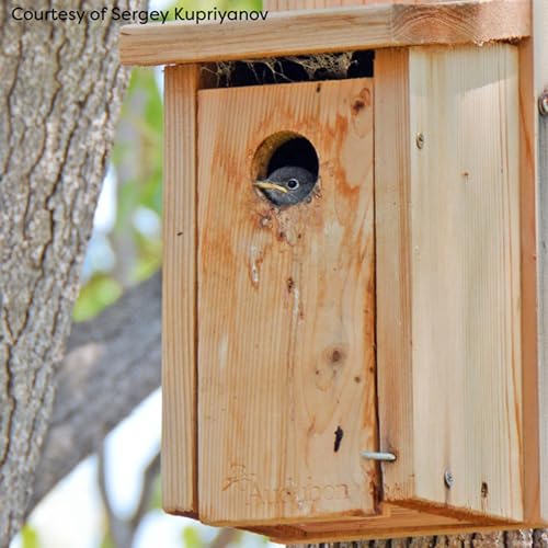 Four Pack of Audubon Cedar Bluebird Houses