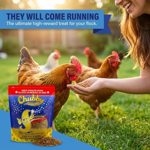 Chubby North American Grown Dried Mealworms | 2.5 lbs | Non-GMO High-Protein Treats for Chickens, Ducks & Wild Birds – Sustainable Chicken Feed | Non-GMO, High-Protein - size: 2.5 Pound (Pack of 1)