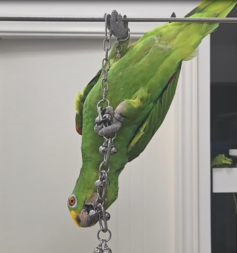 Fosrion Stainless Steel Parrot Chew Toy with Bell, 10.6" Durable Metal Bird Toy for Macaws, Cockatiels, Budgies - Cage Hanging Chew Chain (Ladder Chain with Double Bells) - color: Ladder Chain with Double Bells