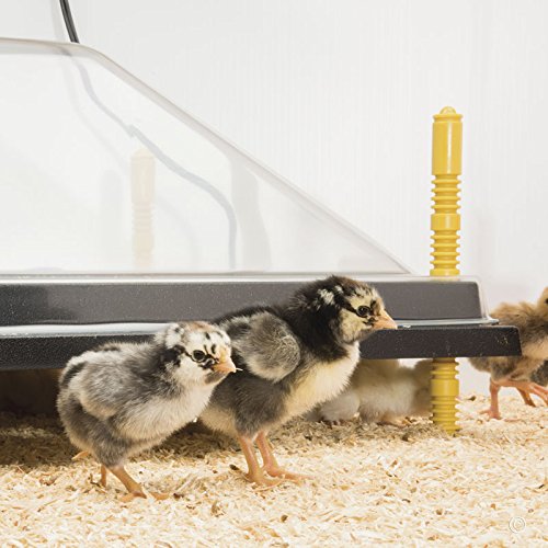 Premier 1 Chick Heating Plate Brooder Kit – Warms Up to 24 Chicks | Includes 12"x12" plate, cover, 7 reusable panels, chick stand, 3 lb feeder, waterer & starter feed. For up to 24 chicks.