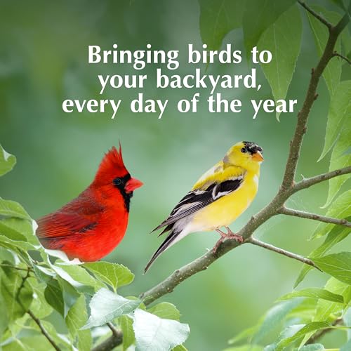 C&S Pecan Delight No Melt Suet Dough, Suet Cakes for Wild Birds Including Nuthatches, Woodpeckers, Chickadees and More, 11.75 Ounces, Pack of 8 - size: 1.47 Ounce (Pack of 8), style: Pecan, 8 Pack