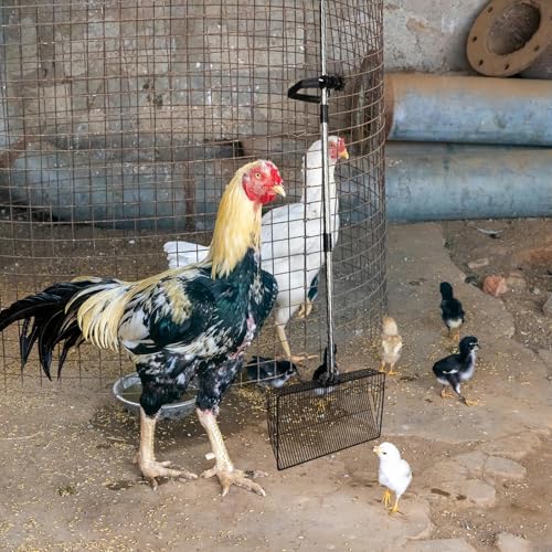 ULTECHNOVO Heavy Duty Long Handle Design in Poultry Manure Scooper Stainless Steel Wide Scoop Surface Efficient Cleaning and Poultry Operations and Chicken Coop