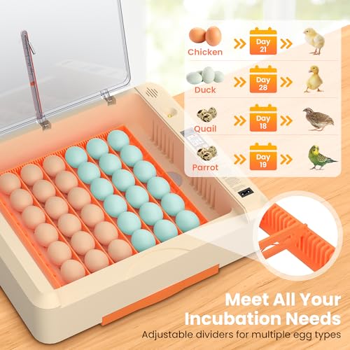 Egg Incubator with Auto Turning and Humidity Control, 36-60 Eggs Hatcher with External Drawer Water Tank, Adjustable Space for Chicken Duck Goose Quail Turkey Eggs, Orange