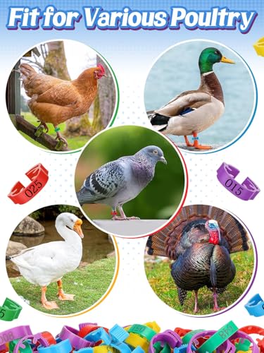 MEWTOGO 17-23mm Adjustable 100 Pcs Chicken Leg Bands - Colorful Easy to Read Numbered Chicken Identification Leg Rings, Durable Poultry Leg Bands for Ducks Goose Turkey Small Birds