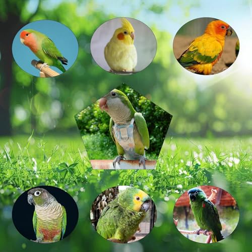 Snap-Closure Parrot Diapers with Adjustable Leash - Washable Bird Flight Suits for Cockatiels, Sun Conures & Quaker Parrots Secure & Chew-Resistant (M – Little Sun/Budgie + 1m Rope) - size: Golden Sun Model+1 meter rope