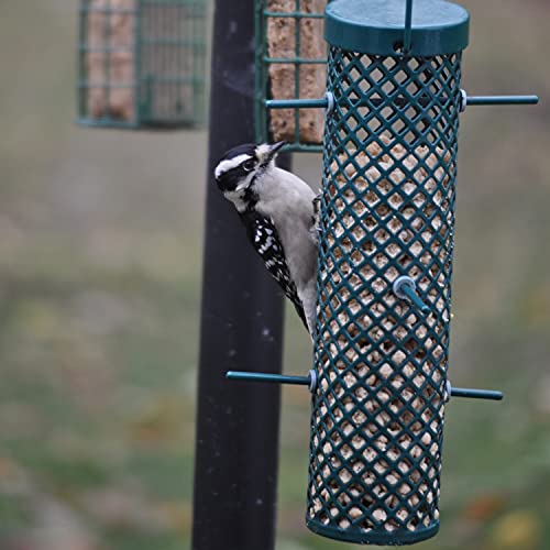 C&S Woodpecker Suet Nuggets Single Packs, 27 oz, None (Pack of 2) - size: 1.69 Pound (Pack of 2)
