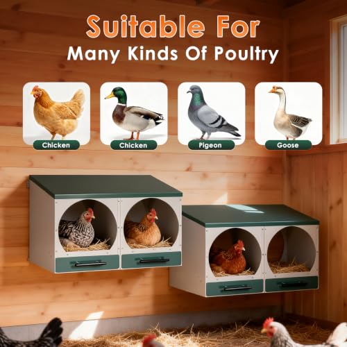 Chicken Nesting Box Roll Away Nest Boxes for Laying Hens 2 Compartments | Metal Nest Box for Chickens with Egg Collection Drawer & Lid Wall-Mounted Chicken Laying Boxes Perfect for Backyard and Farms