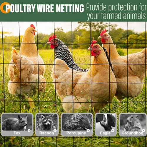 Gisafai 16 Gauge Galvanized Welded Wire Fence 3 ft x 50 ft PVC Coated Hardware Cloth, 2.36" x 2.36" Mesh, Heavy Duty Garden Fencing Roll for Yard Chicken Dog, Deer Cattle & Animal Protection(Black) - color: Black, size: 3 ft X 50 ft