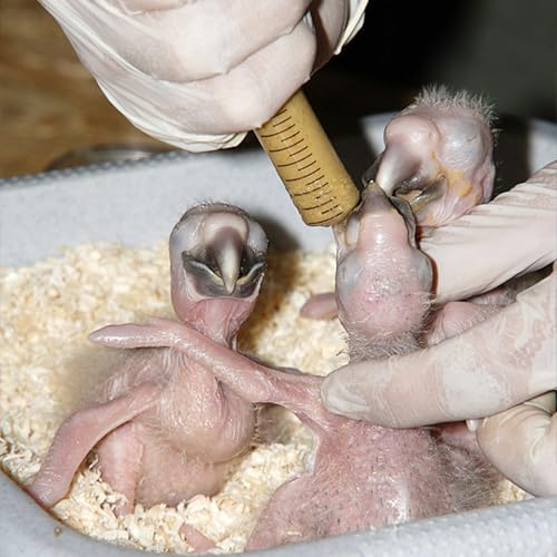 Baby Bird Feeding Syringe Kit,Hand Feeding Syringe for Birds,Pet Syringe Feeding Tool, Parrot Feeding Tubes Set for Small Baby Birds Pet Kittens (C) - color: C