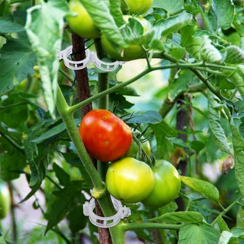 Anyumocz 400 Pcs Plant Support Clips, Snap-On Trellis Clips for Climbing Plants, Tomato & Grape Vine Support, 1" Inner Diameter Plastic Garden Clips to Grow Upright (White)