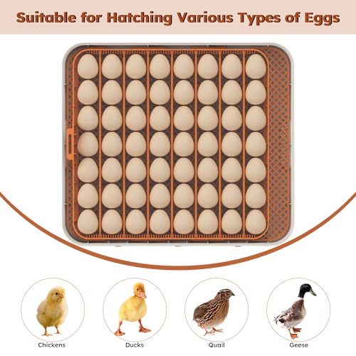 Egg Incubator for Hatching 56 Chicken, Duck, Quail & Goose Eggs – Automatic Egg Turner, Humidity & Temperature Control, Built-in LED Candler, Auto Water Refill, 360° Clear View Digital Poultry Hatcher