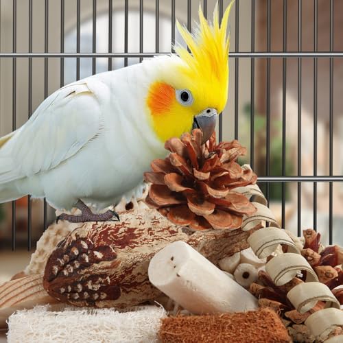 Kyouki Bird Toys Parrot Toys Natural Bird Foraging Box Foot for Parakeets,Cockatiels,Conures,Love Birds,and Other Small to Medium Birds (Medium) - size: Medium