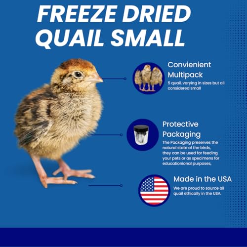 Undique Whole Quail for Carnivore Pets - Premium Quality Natural Pet Treats - Natural Prey Feeding - Freeze-Dried for Essential Nutrients and Enzymes - Quality Protein Source Small Size 5 Count