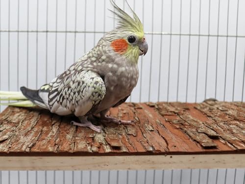 15.7 × 11.8 inch Large Bird Perch Stand Platform, Natural Wooden Small Animals Cage Accessories, Rectangle Stand Perch Shelf for Parrot Parakeet Cockatiel Rat Hamster Guinea Pig Conures Chinchillas - size: 15.7 × 11.8 inch