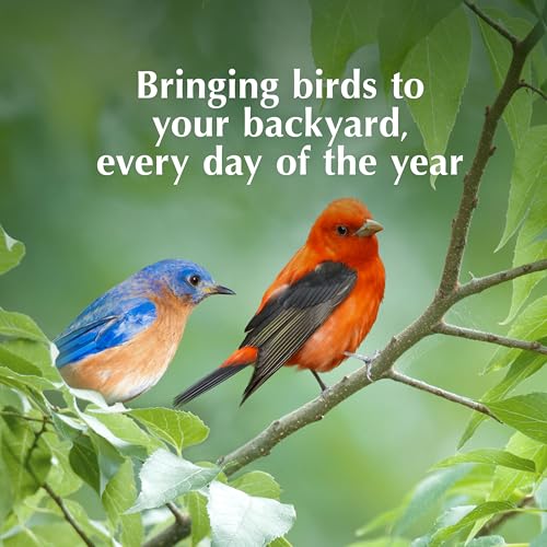 C&S Berry Delight No Melt Suet Dough, Suet Cakes for Wild Birds Including Robins, Blue Jays, Bluebirds, Tanagers, Thrushes and More, 11.75 Ounces, Pack of 8 - size: 1.47 Ounce (Pack of 8), style: Berry, 8 Pack