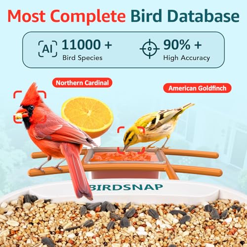 birdsnap® TUC Bird Feeder with Camera Solar Powered 2K Video with 32GB Card | AI Bird Species Identification, Squirrel-Proof, IP65 Waterproof, Outdoor Wireless, 2.4G WiFi, Gift for Mom Dad Bird Lovers - color: Orange