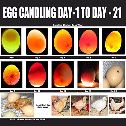 Egg Candler for Chicken Eggs, Rechargeable USB Egg Candling Light | High-Intensity Egg Candler Tester for Dark Eggs, All Chicken, Duck, and Quail - color: Black