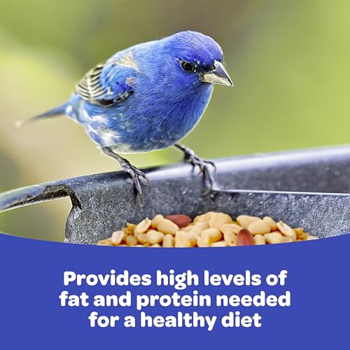 Kaytee Peanuts Wild Bird Food, High in Fat and Protein | Attract birds year-round. Bird food for outside feeders with peanut pieces. No hulls, 100% edible, nuts for birds - size: 11 Pound (Pack of 1)