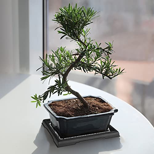 Pinkunn 6 Pcs Bonsai Humidity Tray for Indoors and Outdoor Rectangular Drip | 7.8 x 5.5 Inch,bonsai tray,bonsai pots for Bonsai Succulents Cactus, Plastic material, Catches Water, Stone Not Included - size: 7.8 x 5.5 Inch
