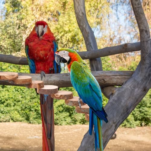 Balacoo Parrot Ladder, Bird Platform Perch, Hamster Platform, Parakeet Cage Toy, Bird Cage Natural Wood Ladder, Standing Perch (10 Steps)