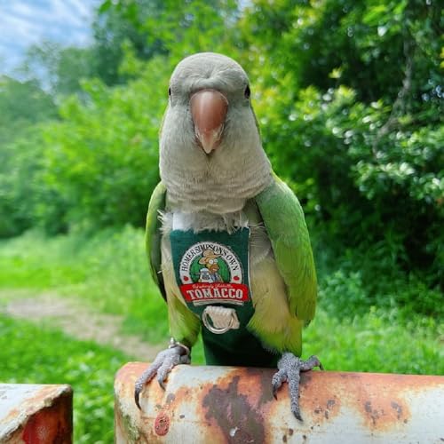 PARREN Bird Clothes Parrot diapers bird flight suits, reusable waterproof diapers pet bird supplies (M), Green