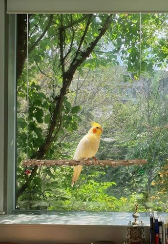 FlidRunest Bird Parrot Swing Toy, Natural Pepper Wood Bird Perch Stand, Hanging Bird Window Ceiling Swing Perch for Parrot Parakeet Conure Cockatiel Small Birds