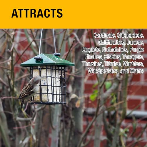 Heath Outdoor Products Berry All Season No Mess Suet Cake Birders Pack, Food for Woodpeckers, Cardinals, Siskins, Sparrows, Finch's & Many More Wild Birds & More - 10oz Suet Feeder, (Pack of 16) - size: 10 Ounce (Pack of 16), style: 16 VALUE PACK
