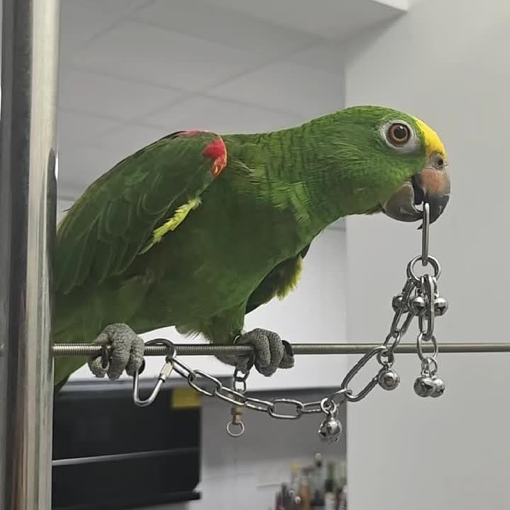 Fosrion Stainless Steel Parrot Chew Toy with Bell, 10.6" Durable Metal Bird Toy for Macaws, Cockatiels, Budgies - Cage Hanging Chew Chain (Ladder Chain with Double Bells) - color: Ladder Chain with Double Bells