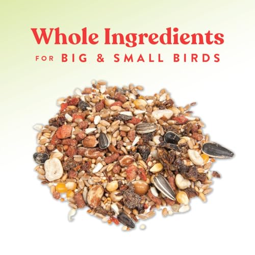 Manna Pro Harvest Delight Poultry Treat, Whole Grain & Seed Mix with Fruits & Vegetables, 14% Protein Snack for Chickens, Ducks & Mixed Flocks, 2.25 lb | Whole Grain & Seed Treat Mix, Fruits & Vegetables, 14% Protein Snack, For Chickens, Ducks & Mixed Flo