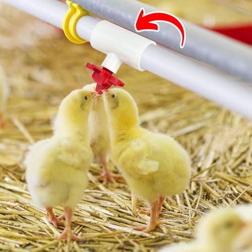 (6 Pack) Chicken Waterer PVC Tee Fittings For Threaded Poultry Watering Cups - Schedule 40 PVC 1/2 inch Slip X 1/2 inch Slip X 1/8 inch FPT