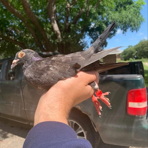 200 Pcs 8mm Chick Leg Bands, Colorful Numbered Bird Quail Leg Rings Identification Legs Bands Baby Chicken Supplies Poultry Tags for Chick Bantam Finch Dove Small Birds (Ten Colors)