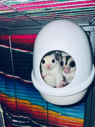 Press 'N' Slide Feed Station - Durable Mounted Food Bowl Dish - Sugar Gliders, Squirrels, Prairie Dogs, Degus, Marmosets, Parrots, Birds, Rats, Hamsters, Gerbils & Other Small Pets… (with Dome) - size: With Dome