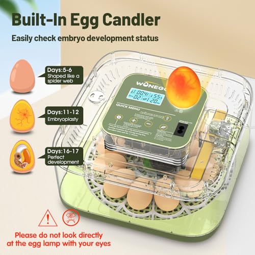 12 Egg Incubator with Automatic Egg Turning and Humidity Control, LED Egg Candling Light, Customized Incubation Days, Incubators for Hatching Eggs, Chicken Quail Parrot Pigeon Birds, Green - size: 12 eggs