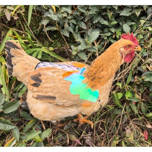 Chicken Saddles for Hens with Detachable Wings, Adjustable Hen Apron Back Protector for Feather Recovery, Double-Layer Breathable Poultry Saver for Standard Breeds (Yellow, White) | Double-Layered Breathable Poultry Back Protector For Hens During Mating A