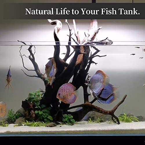 Natural Large Driftwood for Aquarium Decor Fish Tank Decor Reptile Decor | Assorted Driftwood Branch, Natural Driftwood for Aquascaping and Reptile Decor - size: Mopani Driftwood 13 to 17 Inch (Pack of 1)